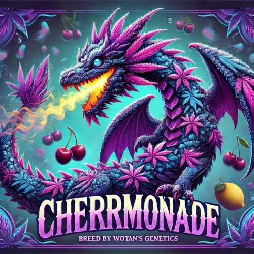 Cherrmonade (Reg) 3er-Päckchen