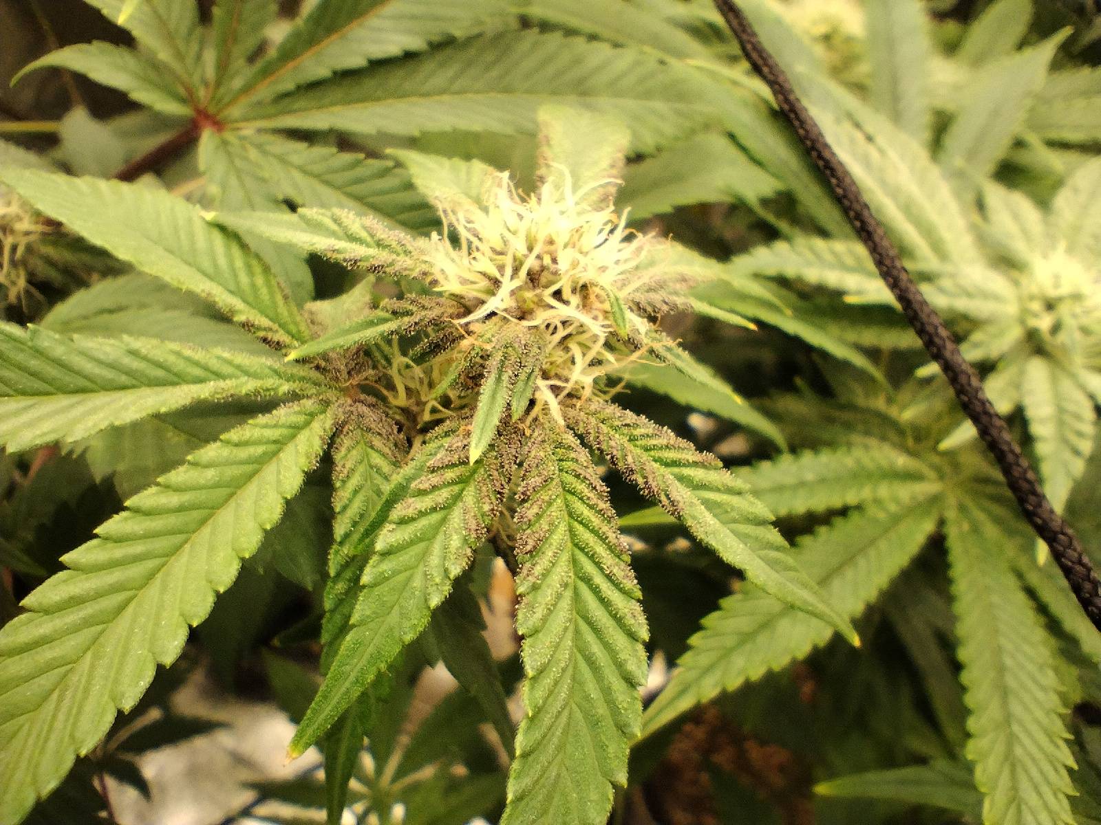 Wotans Dream (Reg) 5-Pack + Freebies 3x Sour Diesel x Bathhouse feminized - Image 4
