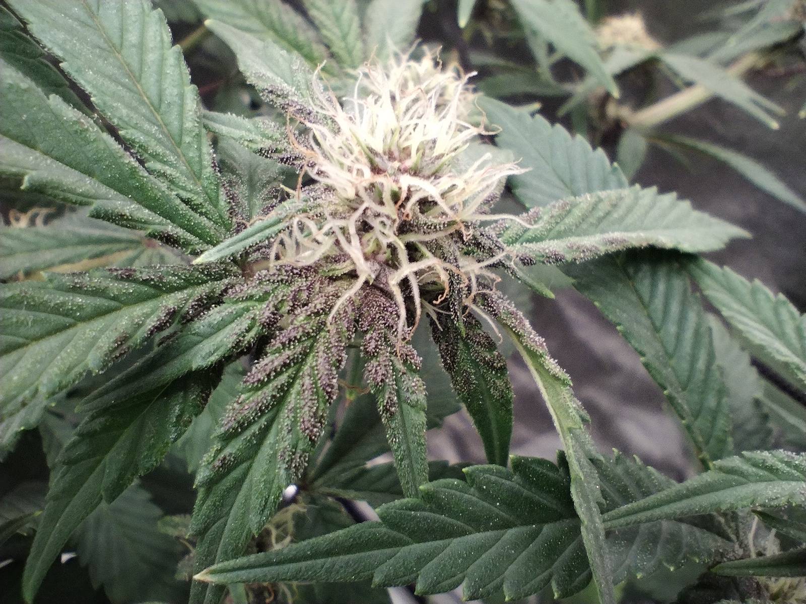 Wotans Dream (Reg) 5-Pack + Freebies 3x Sour Diesel x Bathhouse feminized - Image 5