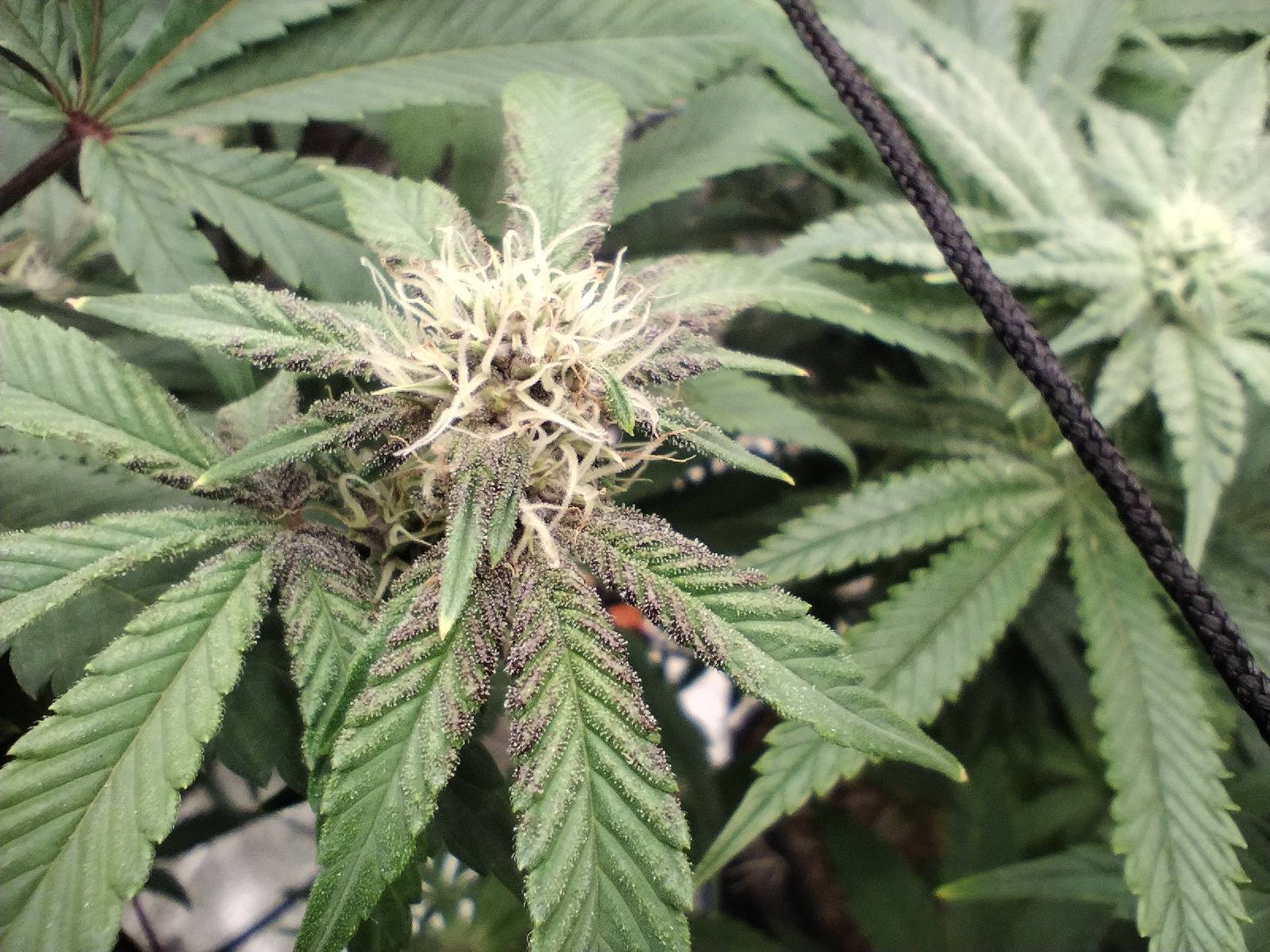 Wotans Dream (Reg) 5-Pack + Freebies 3x Sour Diesel x Bathhouse feminized - Image 6