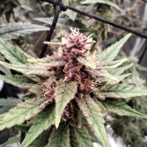Wotans Dream (Reg) 5-Pack + Freebies 3x Sour Diesel x Bathhouse feminized