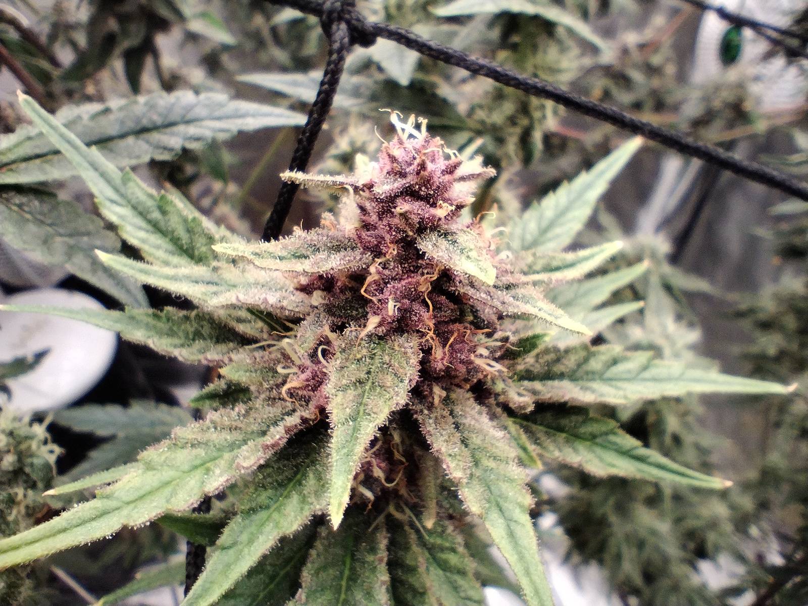 Wotans Dream (Reg) 5-Pack + Freebies 3x Sour Diesel x Bathhouse feminized