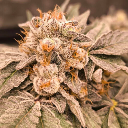 Sour Diesel x Bath House 5er-Päckchen