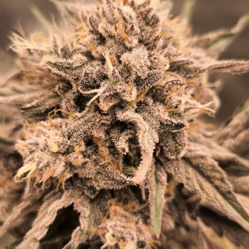 Sour Tangie x Bath House 5er-Päckchen