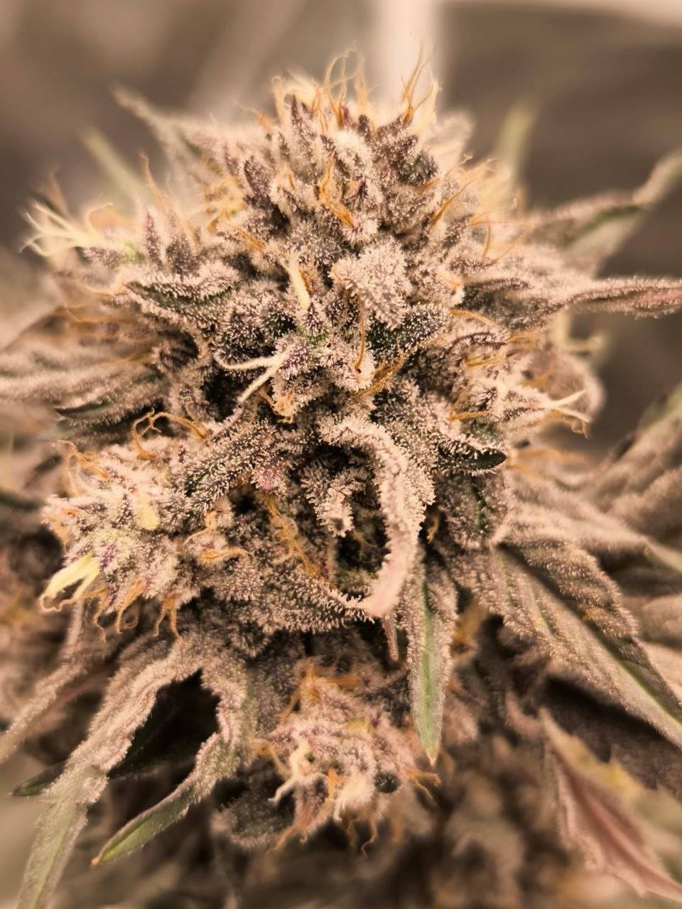 Sour Tangie x Bath House 5er-Päckchen